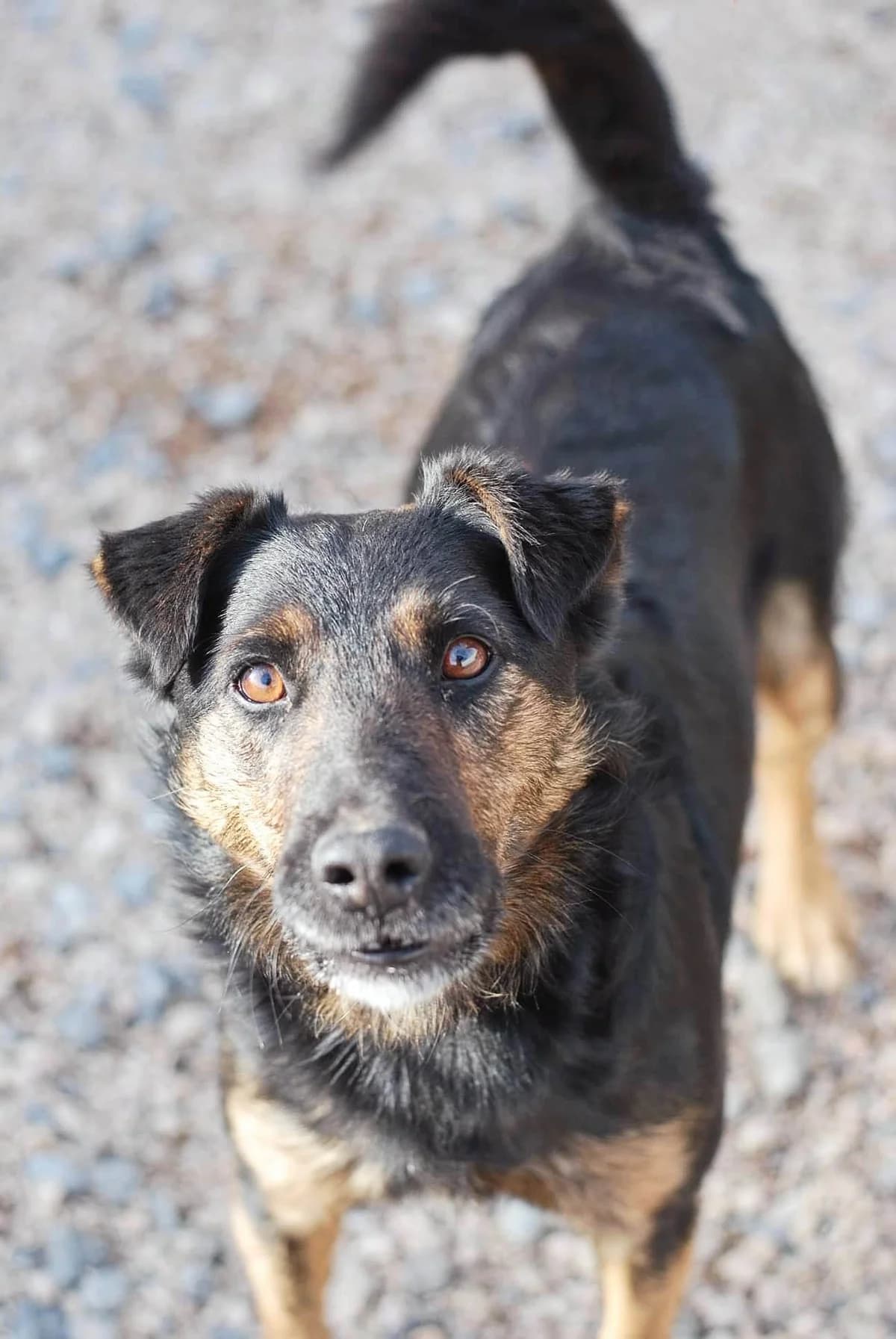 Kadjar, male 3yo Mixed Breed for adoption at Spa Brioude