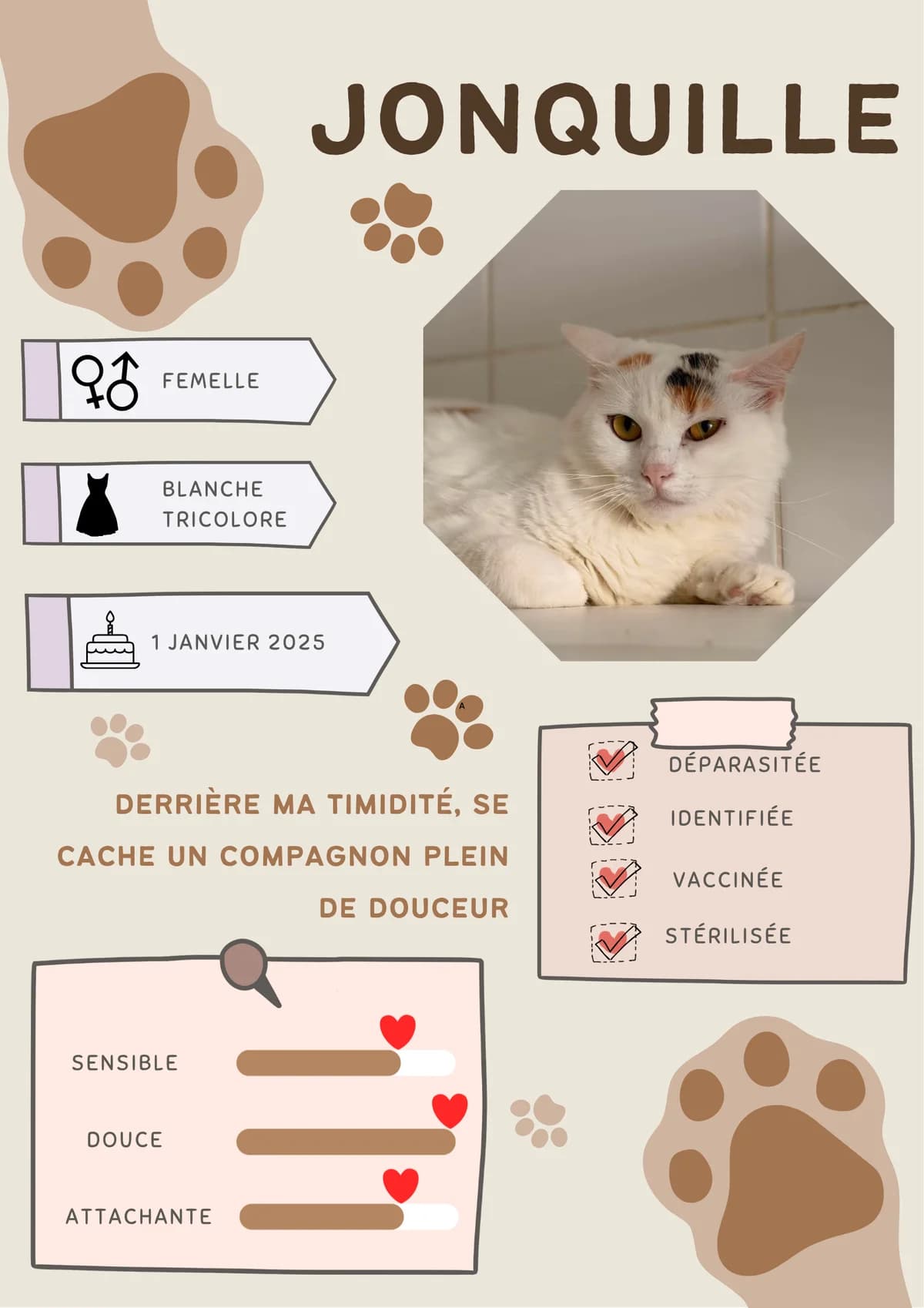 Plume, female Mixed Breed for adoption at Spa Brioude