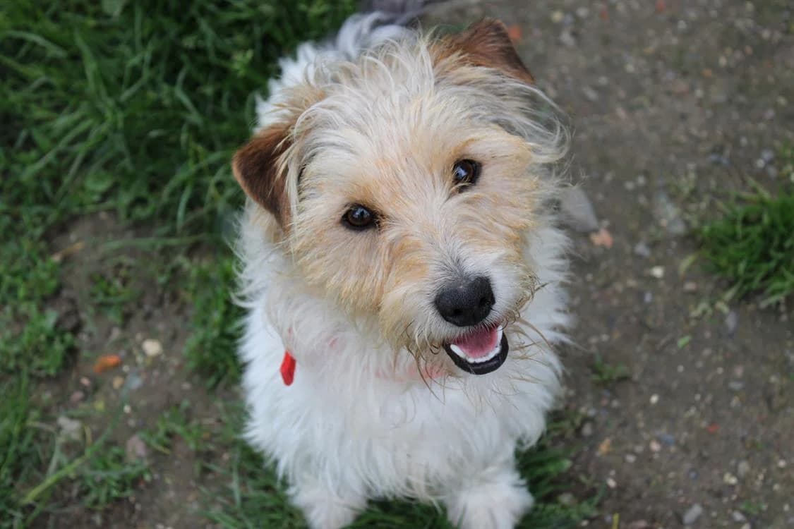 Foxy, male young mixed breed for adoption at SPA Cabourg, Cabourg