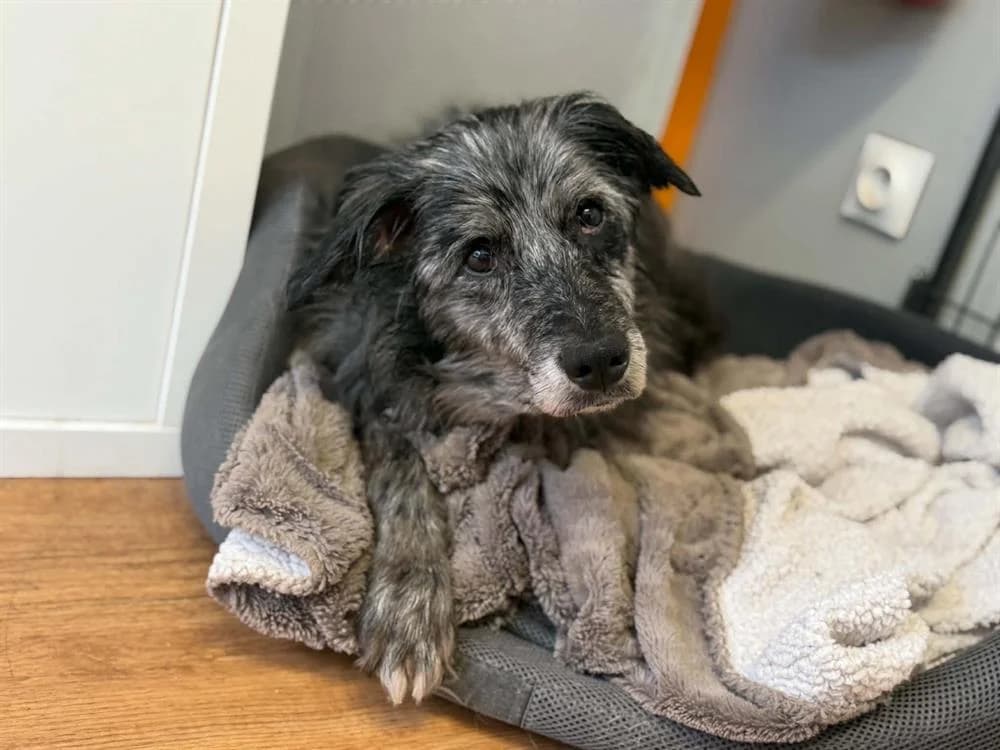 Gansta, female senior Mixed Breed for adoption at SPA Cabourg, Cabourg