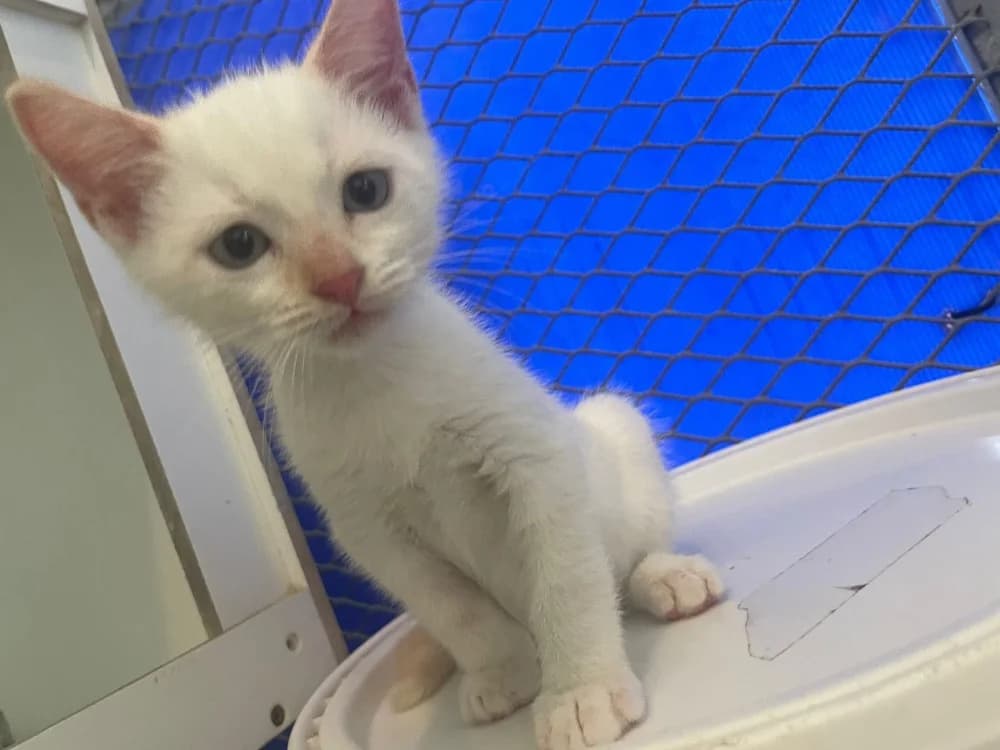 ALASKA, male mixed breed for adoption at SPA Cabourg, Cabourg