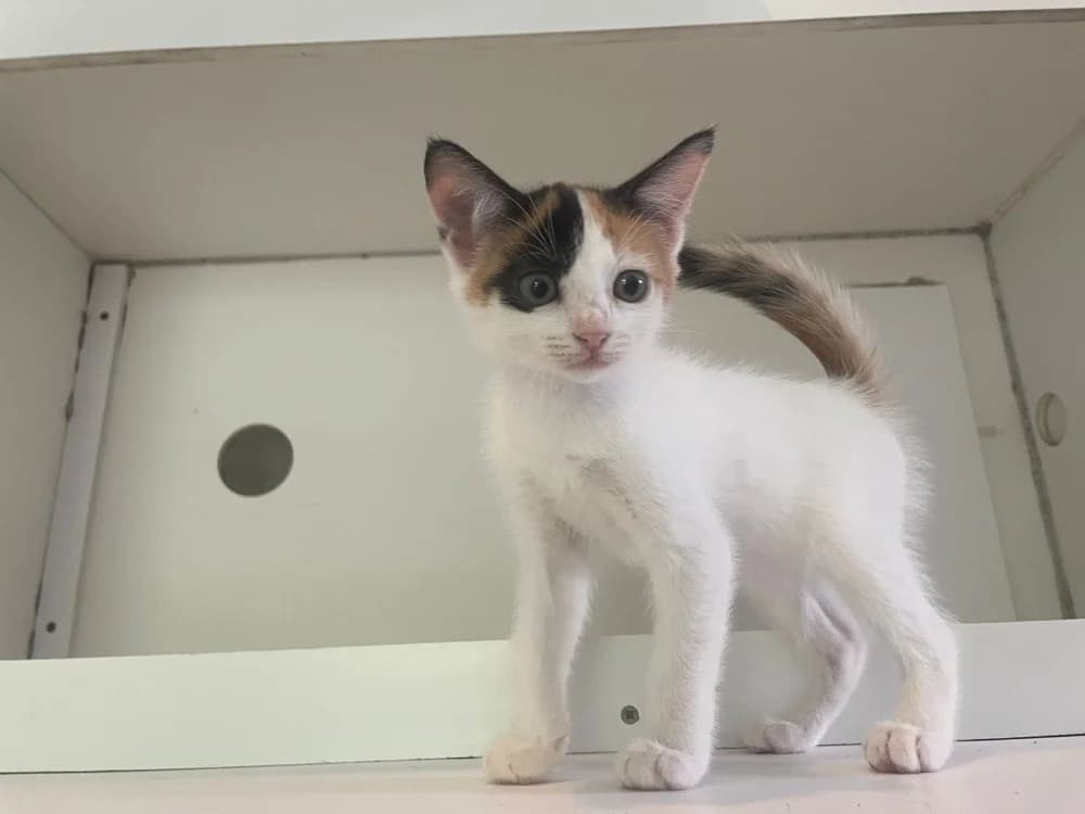 TARTELETTE, female Mixed Breed for adoption at SPA Cabourg, Cabourg