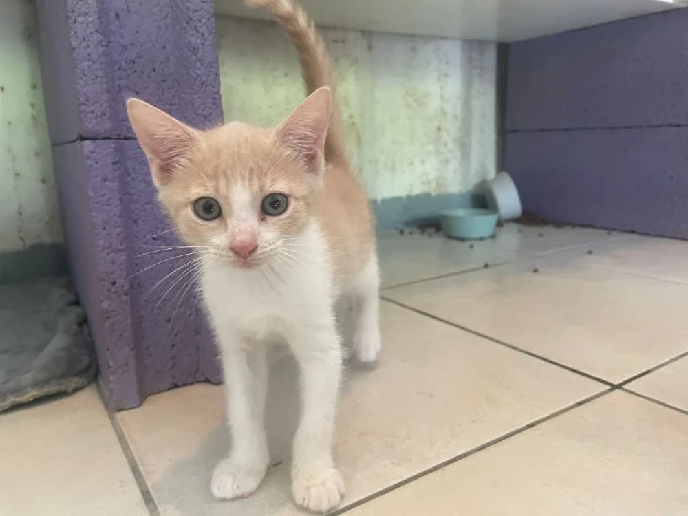 TANDOORI, male Mixed Breed for adoption at SPA Cabourg, Cabourg