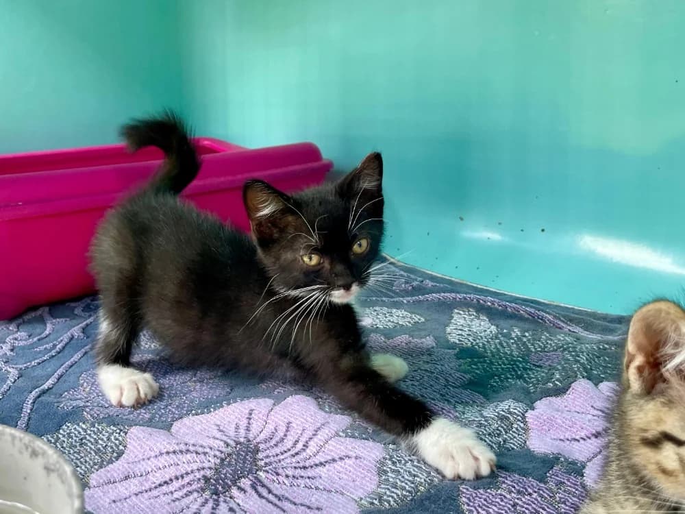 DUNE, female mixed breed for adoption at SPA Cabourg, Cabourg
