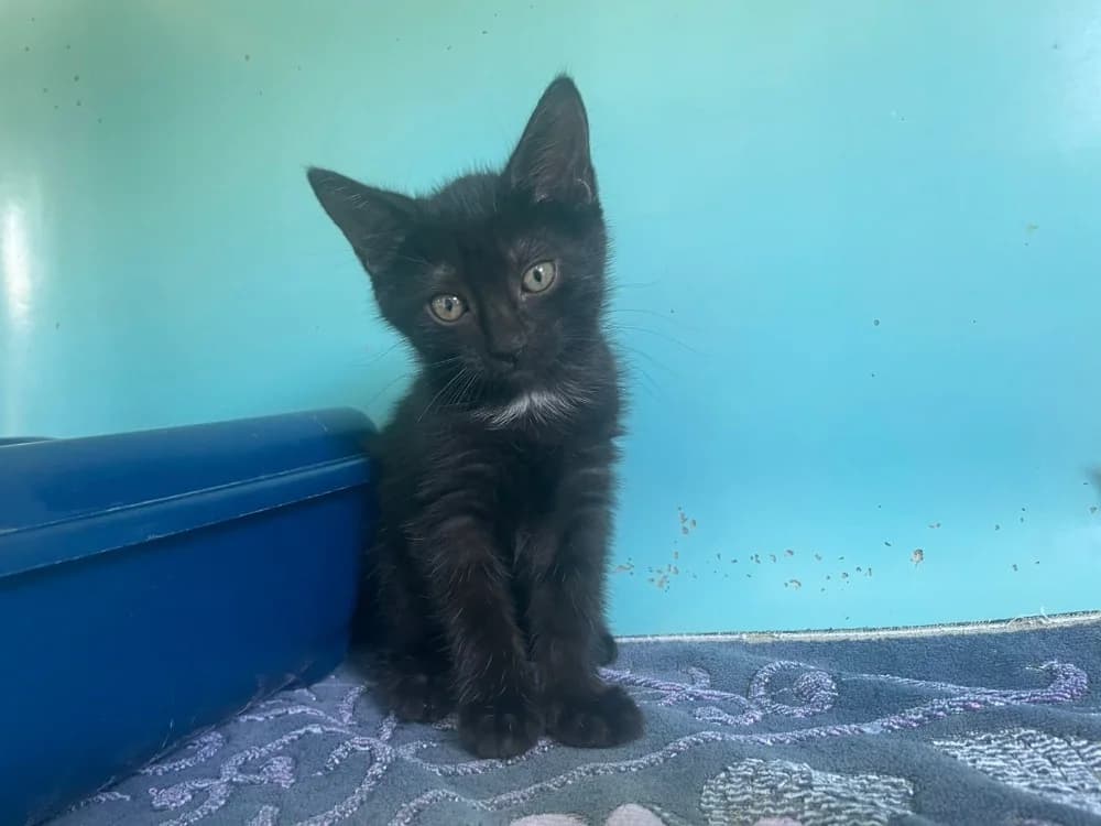 NOA, female Mixed Breed for adoption at SPA Cabourg, Cabourg