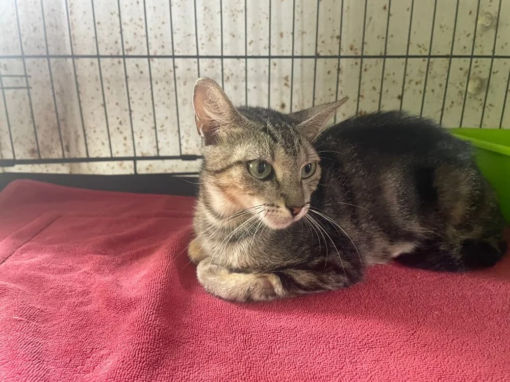 KAIMANA, female young Mixed Breed for adoption at SPA Cabourg, Cabourg
