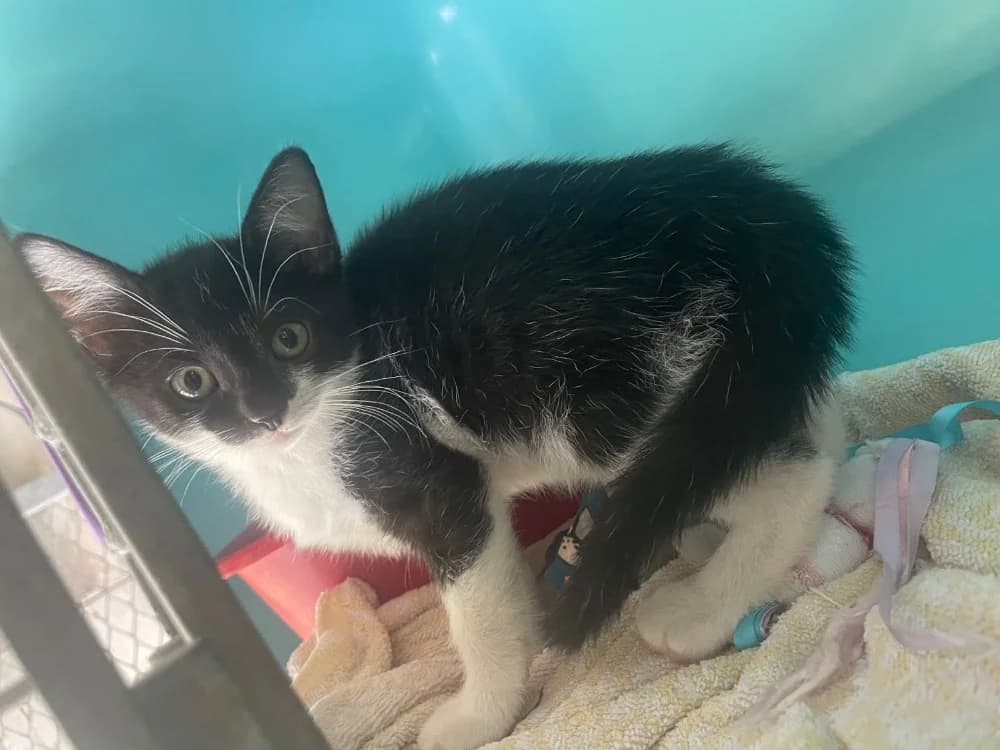 KAY, female Mixed Breed for adoption at SPA Cabourg, Cabourg