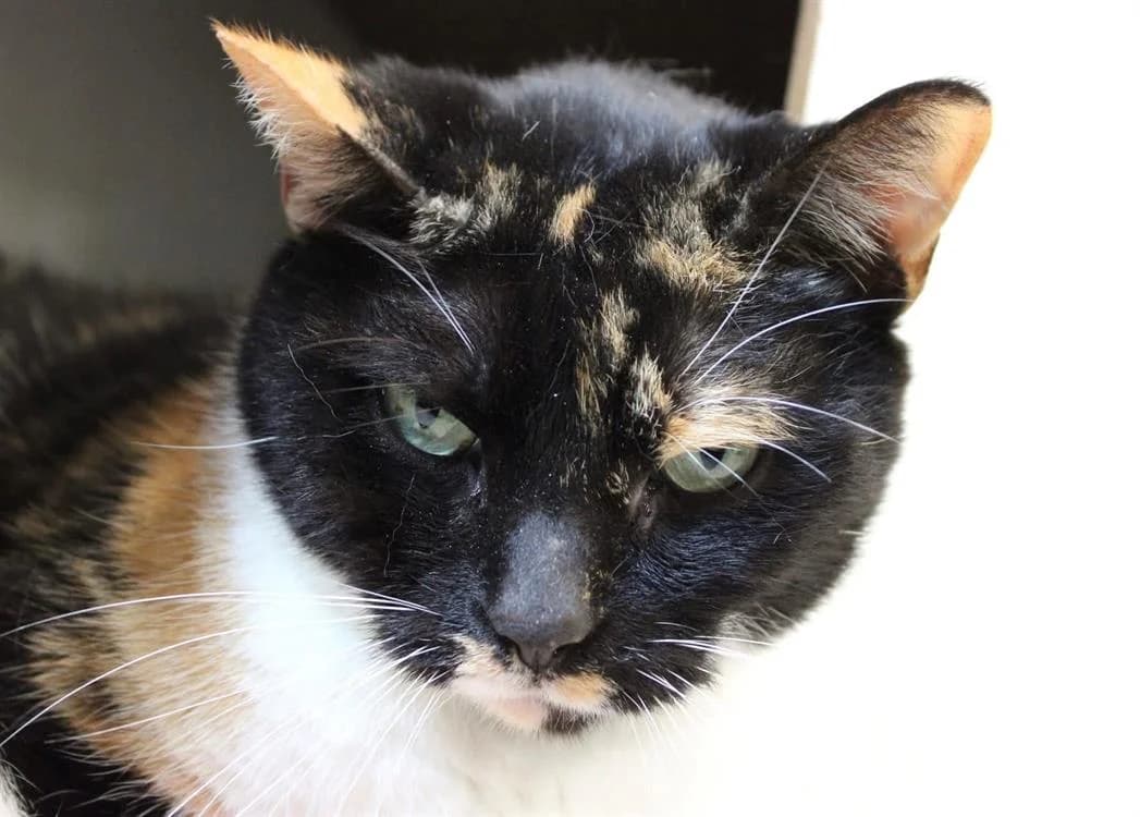 Orly, female senior Mixed Breed for adoption at SPA Cabourg, Cabourg