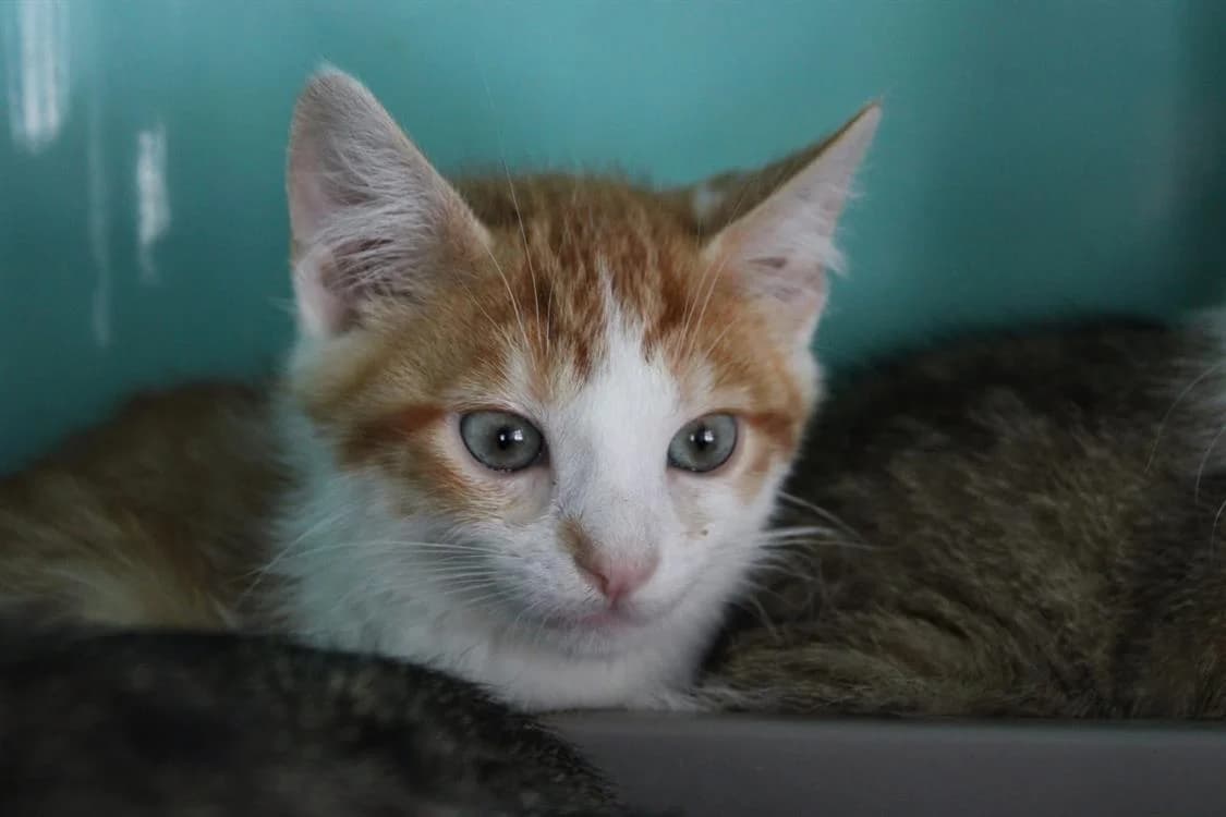 Bounty, male Mixed Breed for adoption at SPA Cabourg, Cabourg