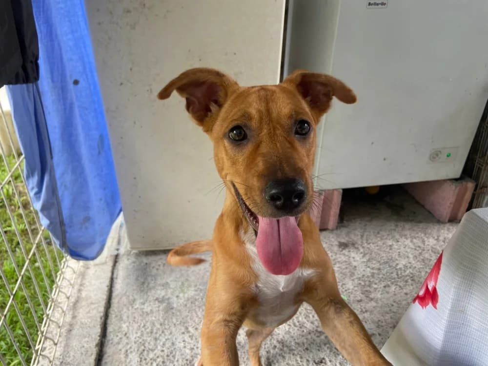 ALBA, female Mixed Breed for adoption at SPA Cabourg, Cabourg