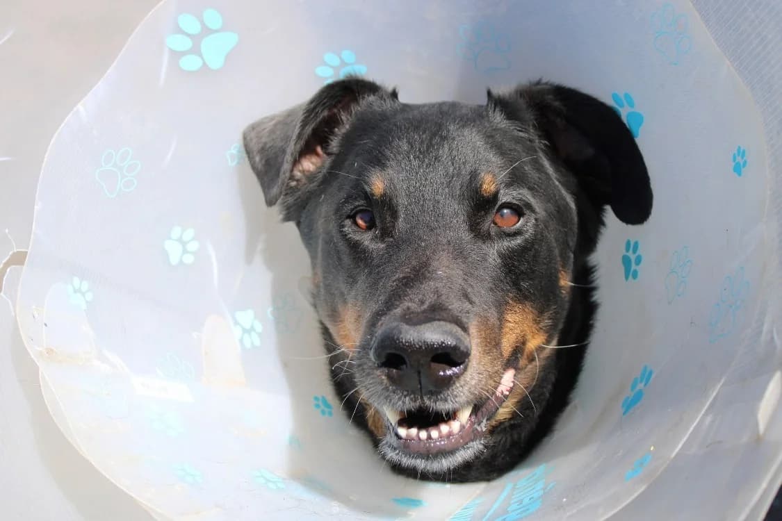 Rafale, male 6yo mixed breed for adoption at SPA Cabourg, Cabourg