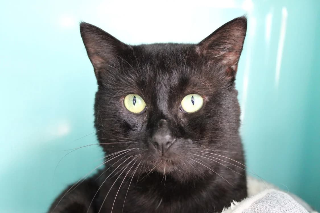 Baloo, male 4yo Mixed Breed for adoption at SPA Cabourg, Cabourg