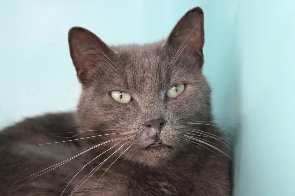 Albus, male 4yo mixed breed for adoption at SPA Cabourg, Cabourg