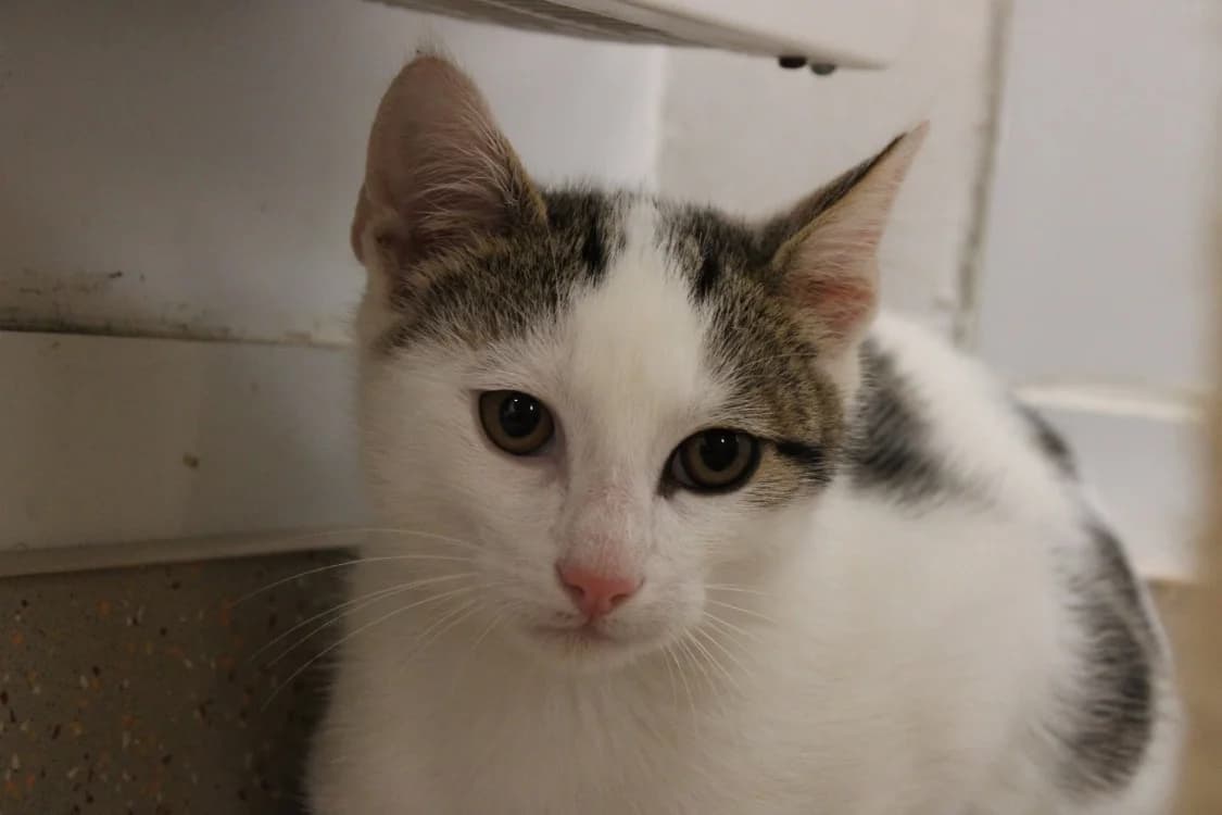 Pain, male Mixed Breed for adoption at SPA Cabourg, Cabourg