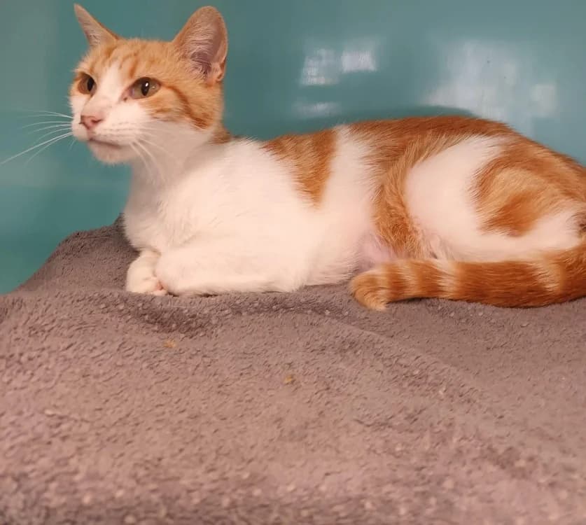 KITTY, female senior mixed breed for adoption at SPA Cabourg, Cabourg