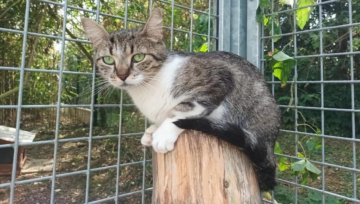 Titi, female young Bengal for adoption at SPA Cabourg, Cabourg