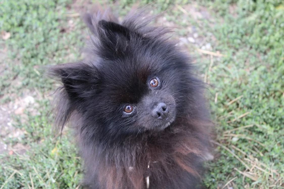 Touffu, male senior mixed breed for adoption at SPA Cabourg, Cabourg