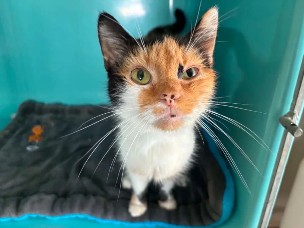 Lulubel, female senior Mixed Breed for adoption at SPA Cabourg, Cabourg