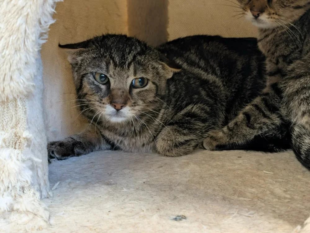 knaki, male Mixed Breed for adoption at SPA Cabourg, Cabourg
