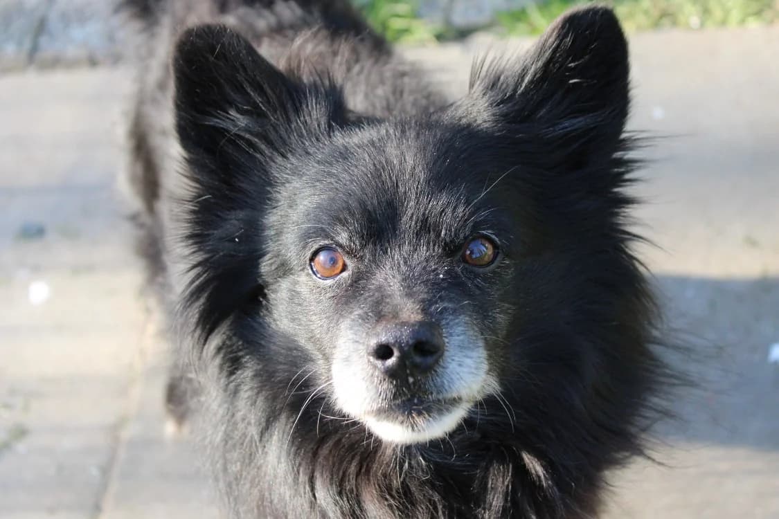 messy, male senior Mixed Breed for adoption at SPA Cabourg, Cabourg