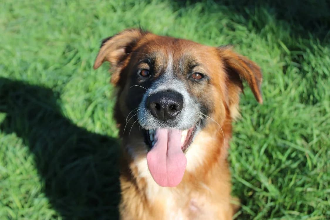 Hector, male young Mixed Breed for adoption at SPA Cabourg, Cabourg