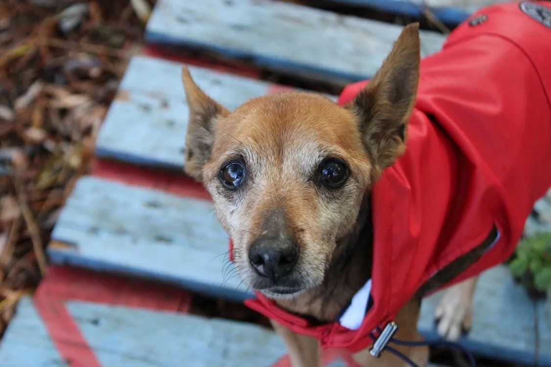 Diva, female senior Mixed Breed for adoption at SPA Cabourg, Cabourg