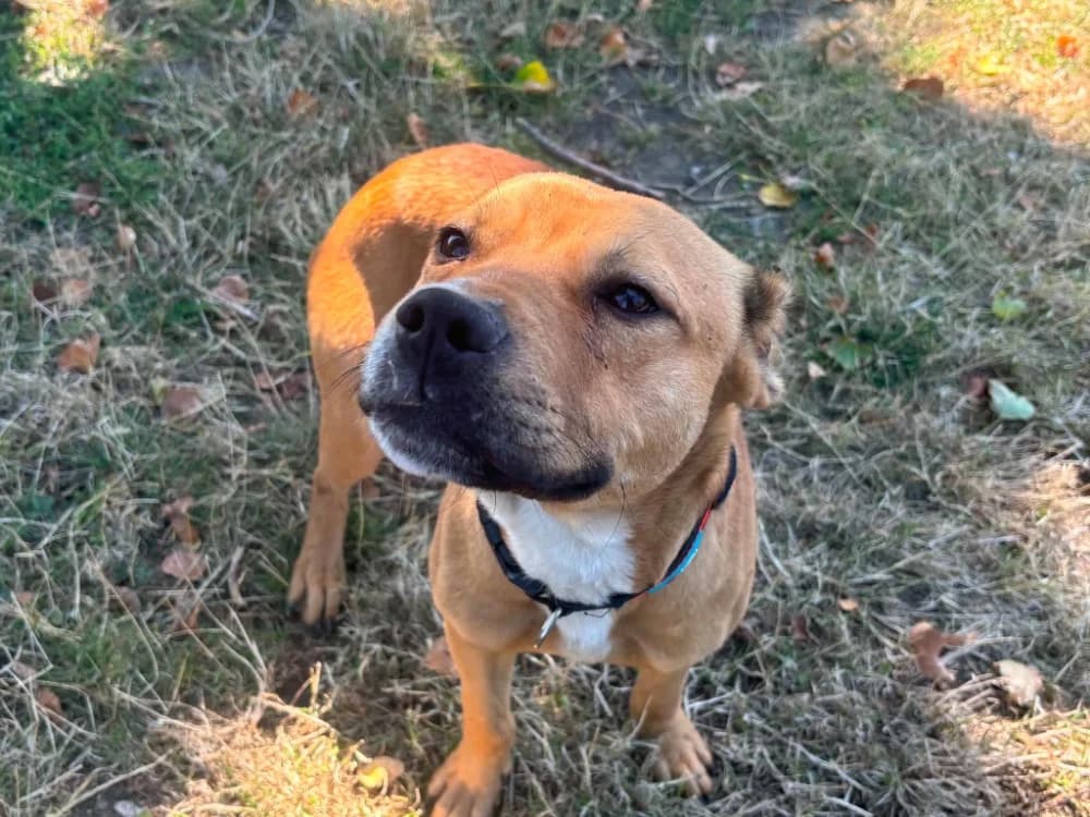 Loki, male 3yo Mixed Breed for adoption at SPA Cabourg, Cabourg