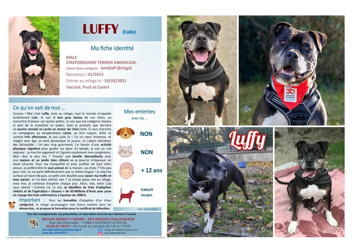 Luffy, Mixed Breed for adoption at SCOOBY, Châtenoy-le-Royal