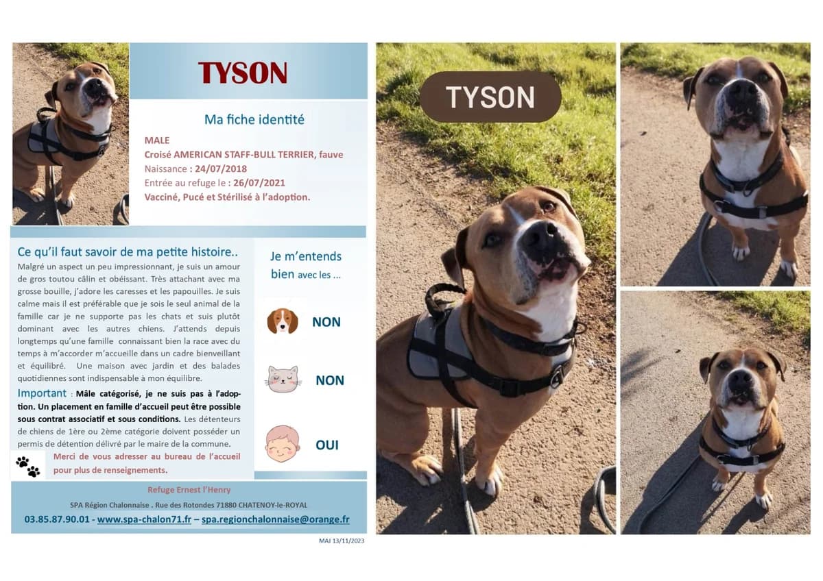 Tyson-Staff, Mixed Breed for adoption at SCOOBY, Châtenoy-le-Royal
