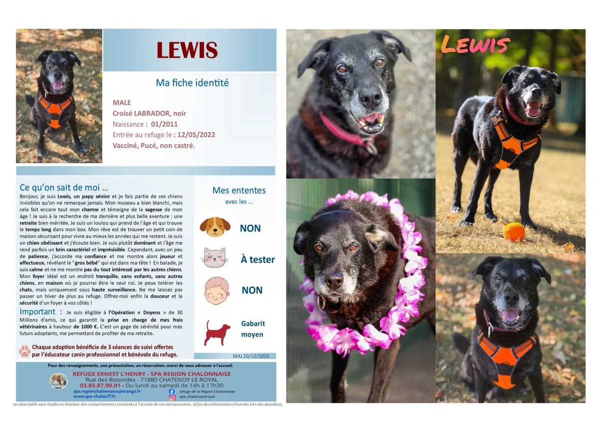 Lewis, Mixed Breed for adoption at SCOOBY, Châtenoy-le-Royal