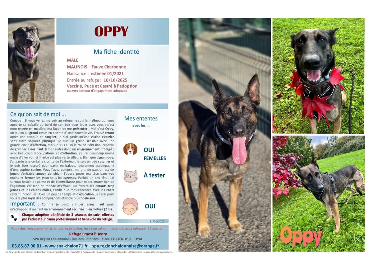 Oppy, Mixed Breed for adoption at SCOOBY, Châtenoy-le-Royal