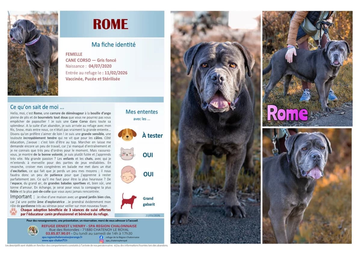 Rome, Mixed Breed for adoption at SCOOBY, Châtenoy-le-Royal