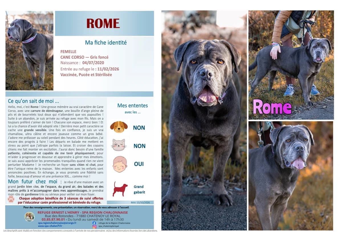 Rome, Mixed Breed for adoption at SCOOBY, Châtenoy-le-Royal