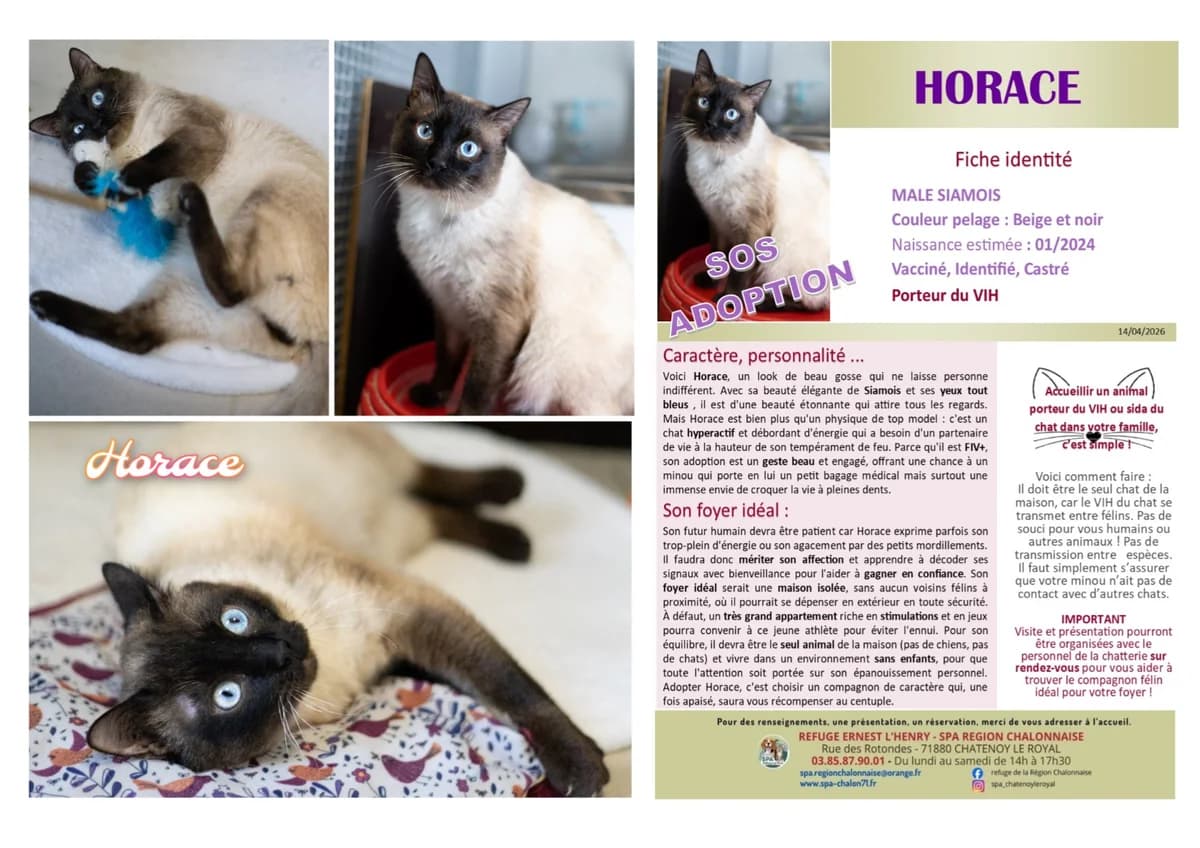 Horace, Mixed Breed for adoption at SCOOBY, Châtenoy-le-Royal