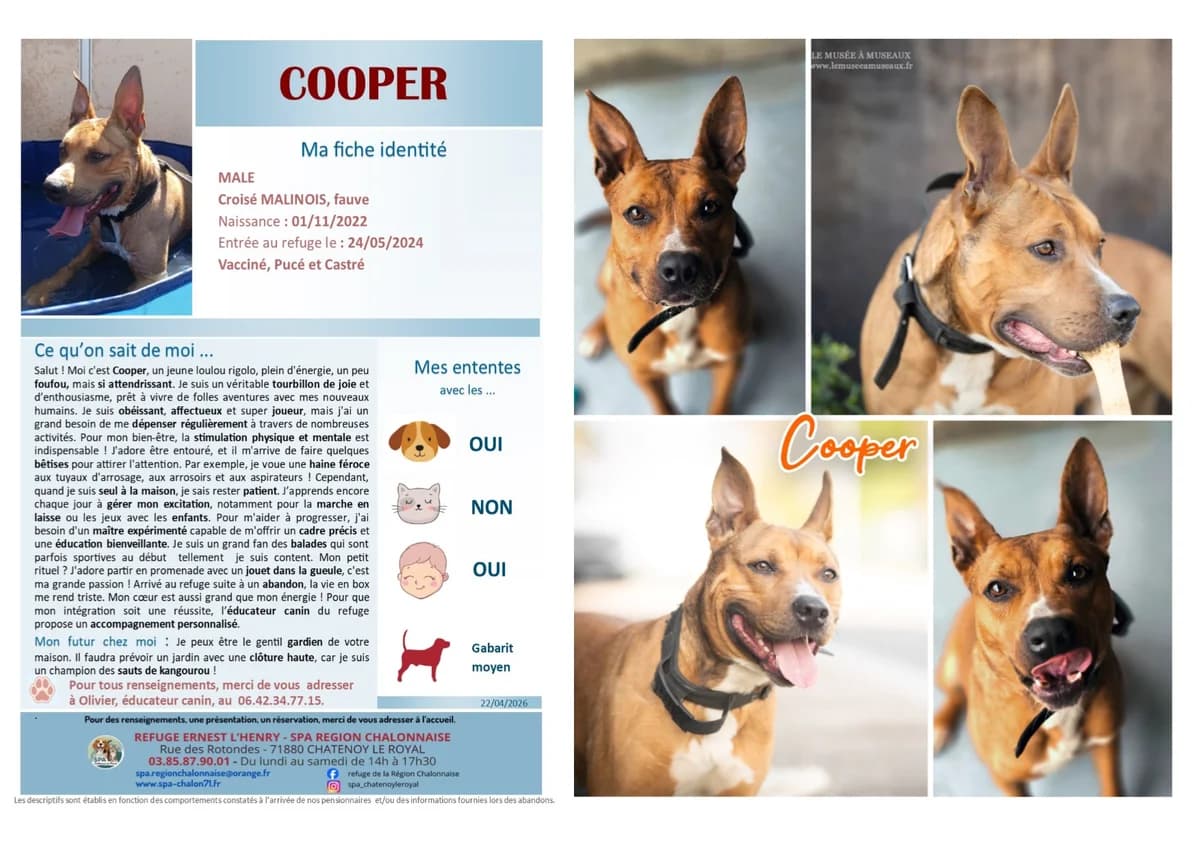 Cooper, Mixed Breed for adoption at SCOOBY, Châtenoy-le-Royal