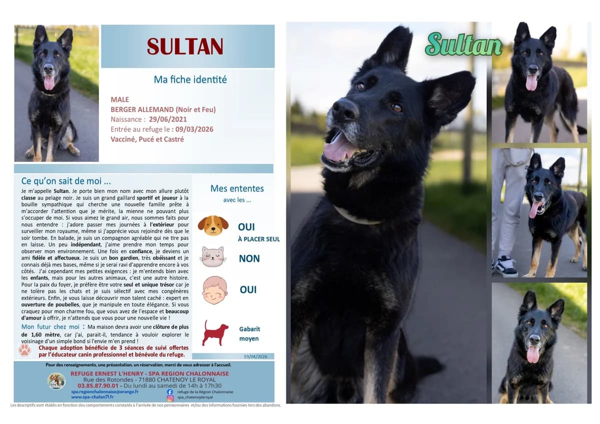 Sultan, Mixed Breed for adoption at SCOOBY, Châtenoy-le-Royal