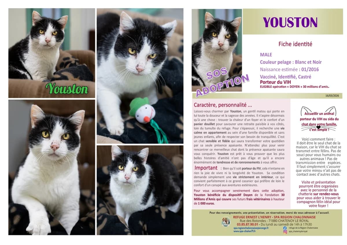 Youston, Mixed Breed for adoption at SCOOBY, Châtenoy-le-Royal