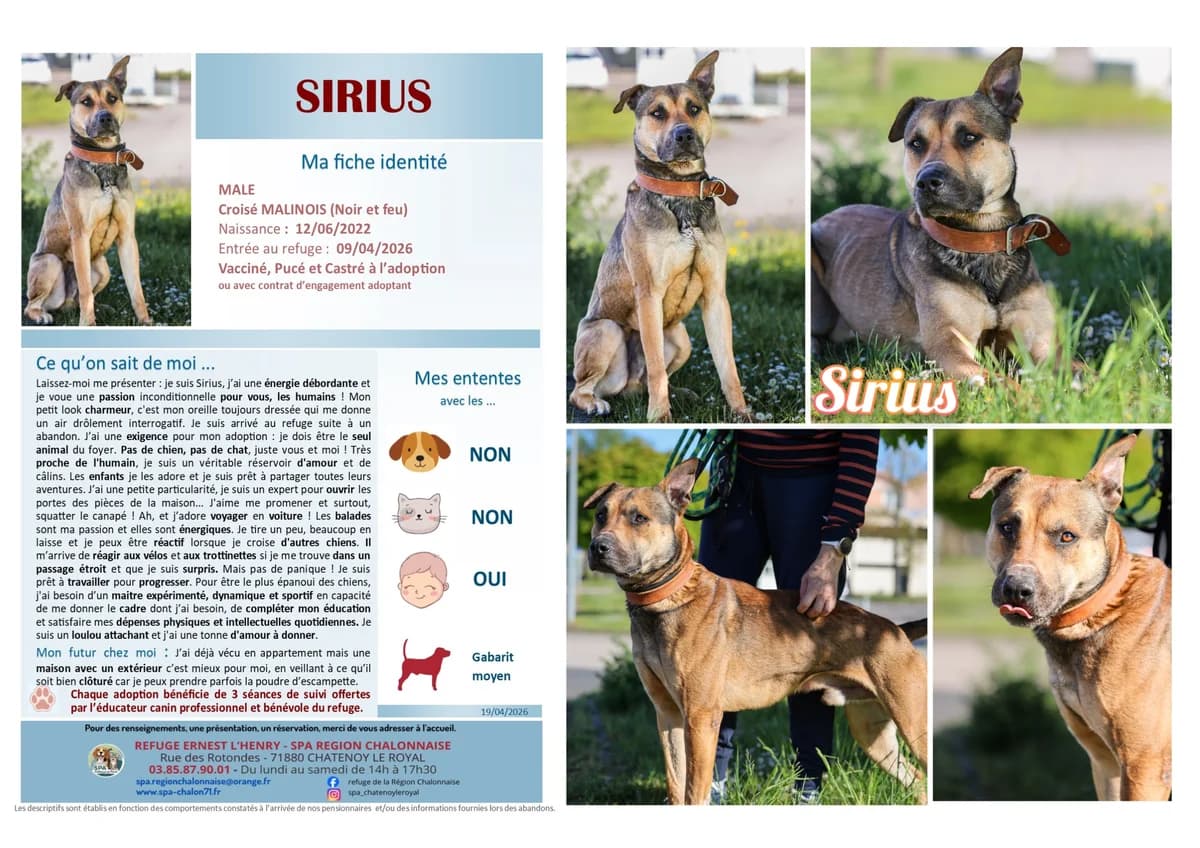 Sirius, Mixed Breed for adoption at SCOOBY, Châtenoy-le-Royal