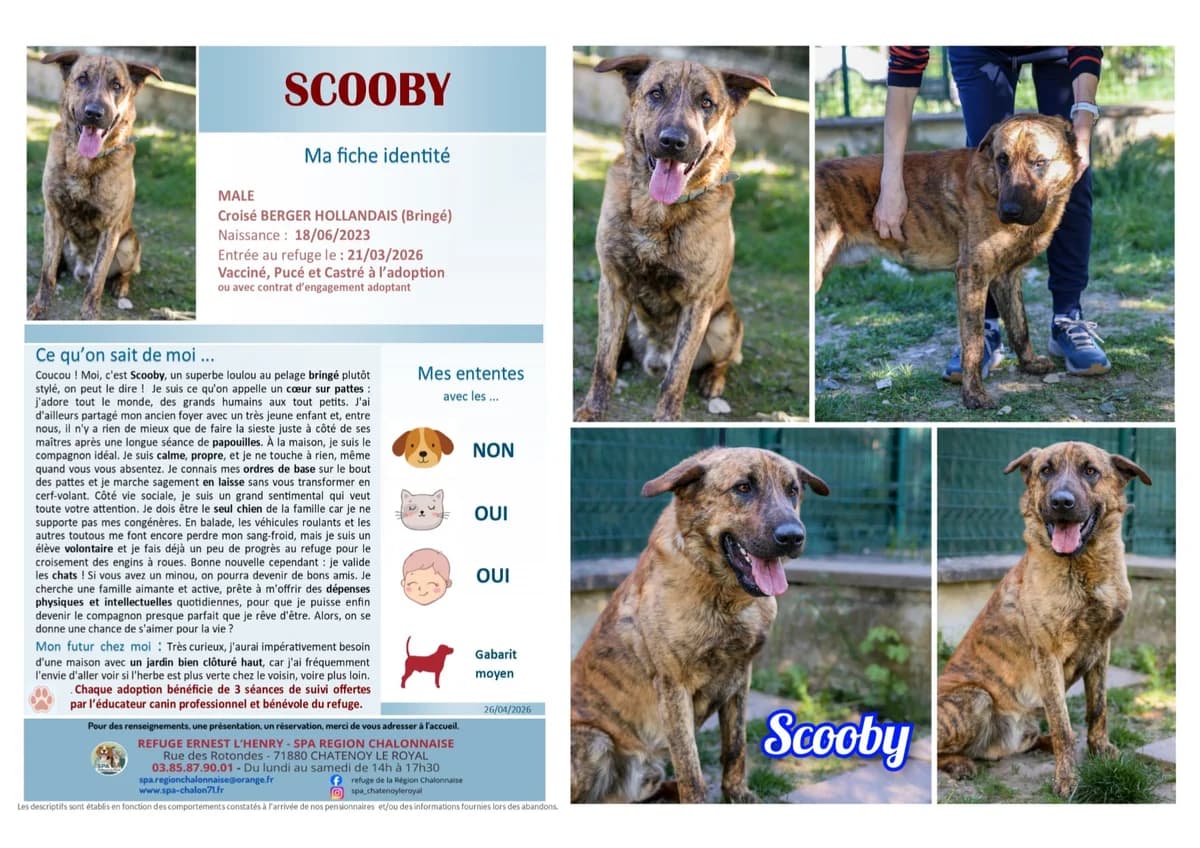 Scooby, Mixed Breed for adoption at SCOOBY, Châtenoy-le-Royal