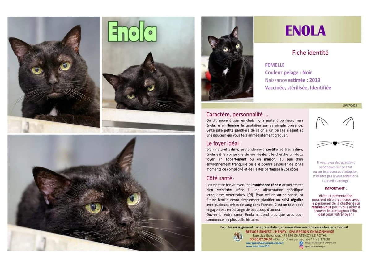 Enola, Mixed Breed for adoption at SCOOBY, Châtenoy-le-Royal