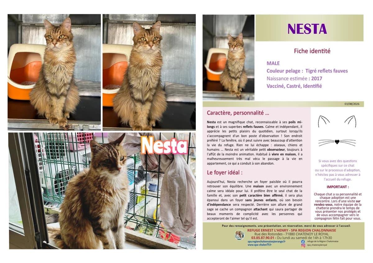 Nesta, Mixed Breed for adoption at SCOOBY, Châtenoy-le-Royal