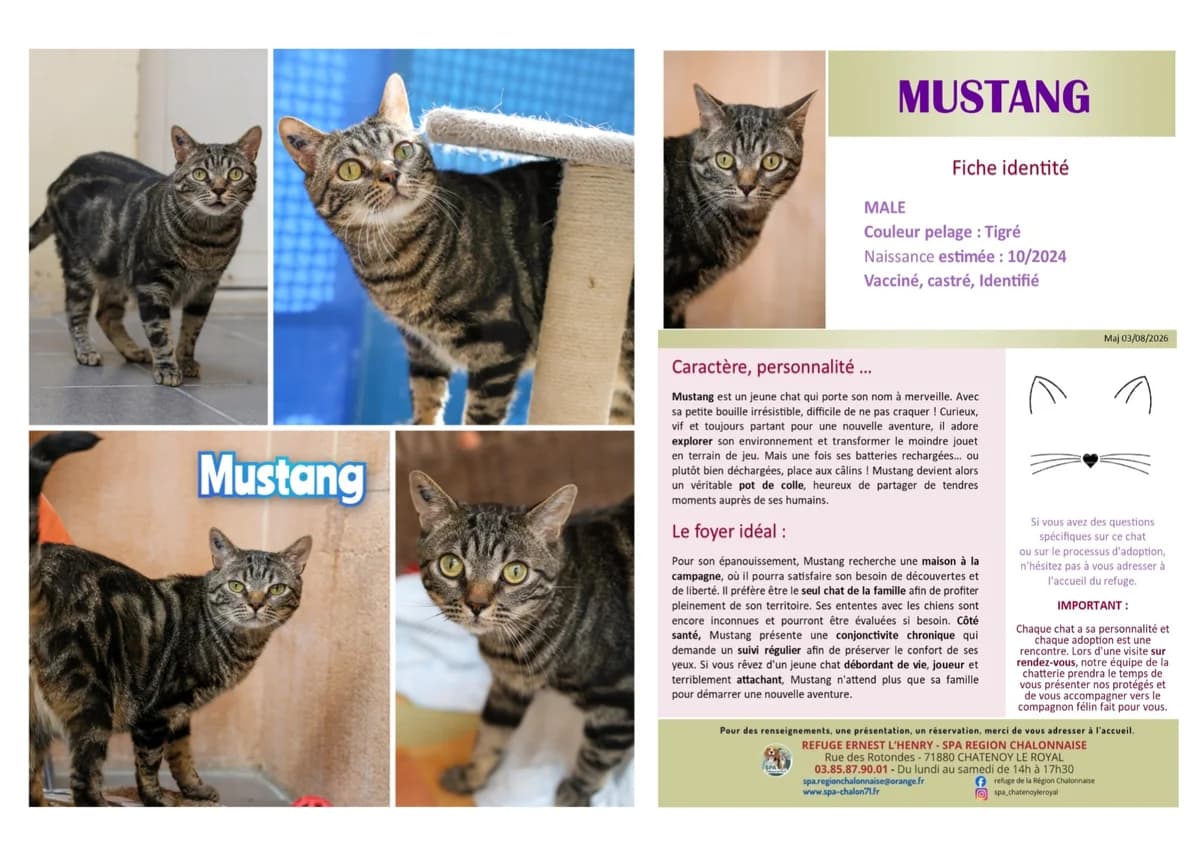Mustang, Mixed Breed for adoption at SCOOBY, Châtenoy-le-Royal