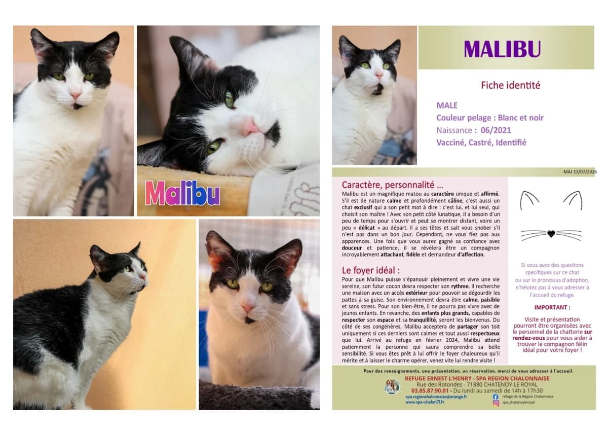 Malibu, Mixed Breed for adoption at SCOOBY, Châtenoy-le-Royal