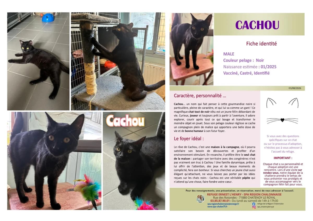 Cachou, Mixed Breed for adoption at SCOOBY, Châtenoy-le-Royal