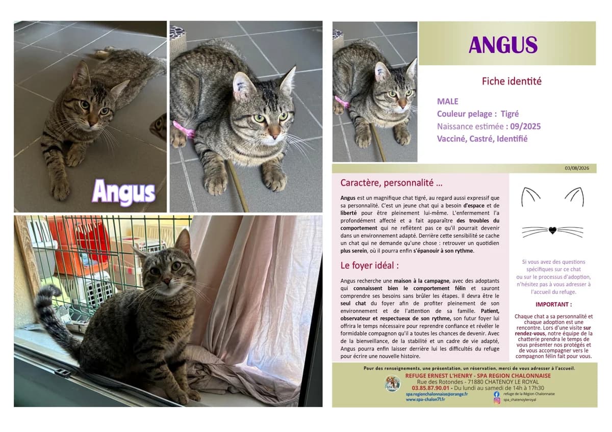 Angus, Mixed Breed for adoption at SCOOBY, Châtenoy-le-Royal