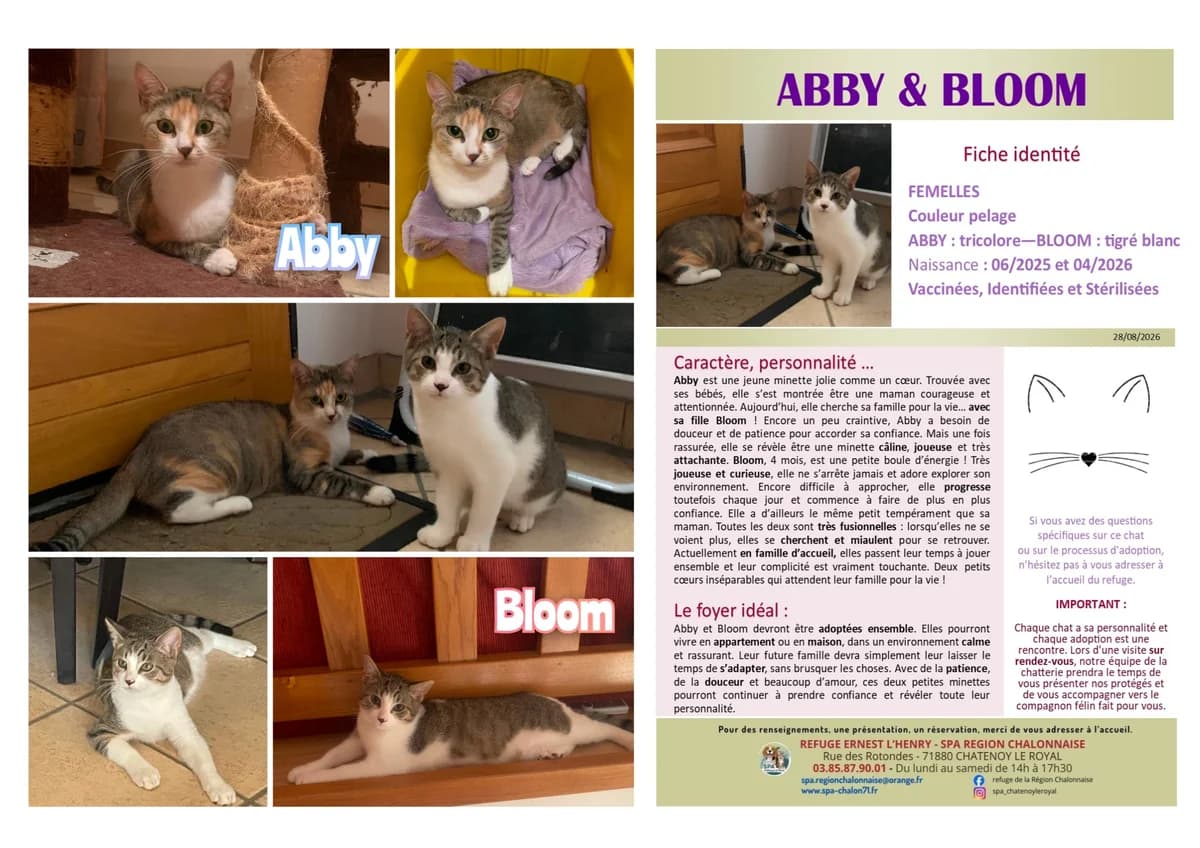 Abby-Bloom, Mixed Breed for adoption at SCOOBY, Châtenoy-le-Royal