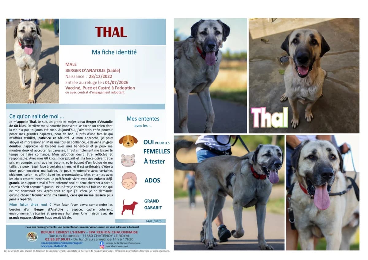 Thal, Mixed Breed for adoption at SCOOBY, Châtenoy-le-Royal