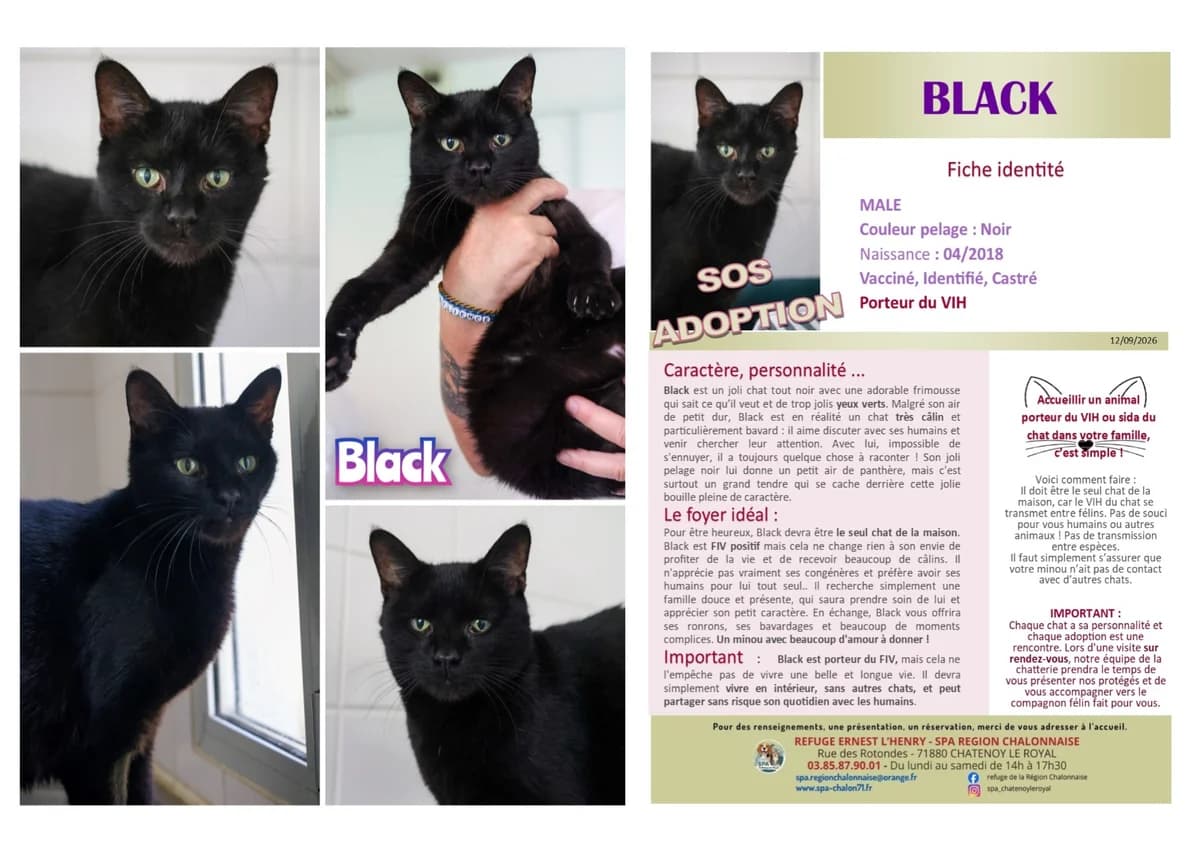 Black, Mixed Breed for adoption at SCOOBY, Châtenoy-le-Royal