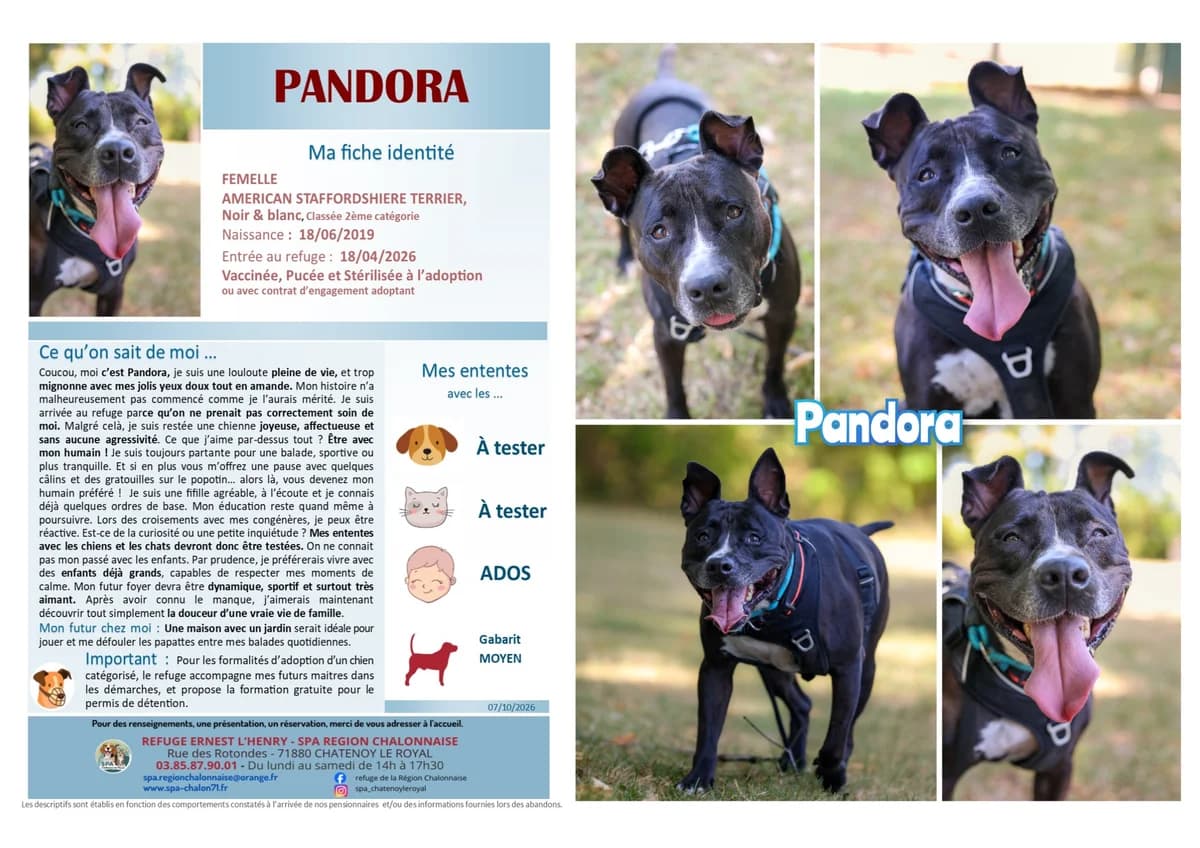 Pandora, Mixed Breed for adoption at SCOOBY, Châtenoy-le-Royal