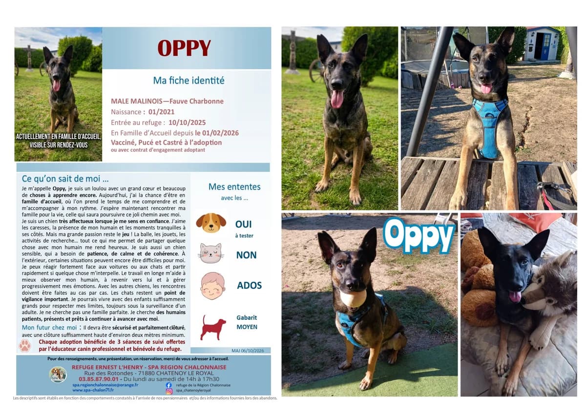 Oppy, Mixed Breed for adoption at SCOOBY, Châtenoy-le-Royal
